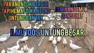 PAKAN ENTOK BIKIN GEMUK, SEHAT, TAPI MURAH #pigamenfarm #pakanterbaik #fyp #entokjumbo #entok 