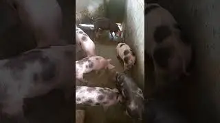 pietram com landrasse