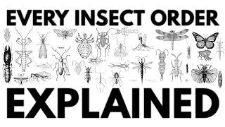 Every Insect Order Explained ASMR (rainy day-no music)