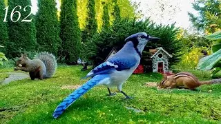 Cat TV: Chipmunks, Birds and Squirrels in a Beautiful Garden. 4K. Episode 162