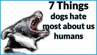 7 Things dogs hate most about us humans [Must Watch for Dog Owners] by Onestop-Petshop