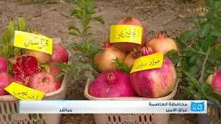 يوم جديد  زراعة الرمان منطقة عراق الامير