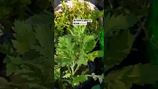 Poppy Update | Poppy Buds | Nature Beauty