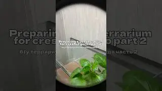 Новый террариум для бананоеда часть 2
