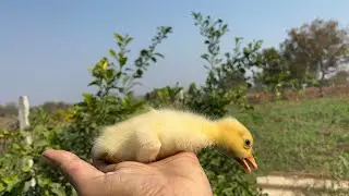 PP FARM TELUGU VLOG || exotic chicken breed || PP FARM TELUGU