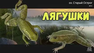 ЛЯГУШКИ И  УКЛЕЙКИ • Старый Острог • Русская Рыбалка • РР4