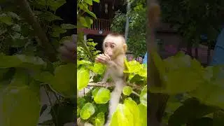 #short #shorts #viral #youtubeshorts #monkey #shortsvideo #monkeys #monkeyvideo #wildlife99