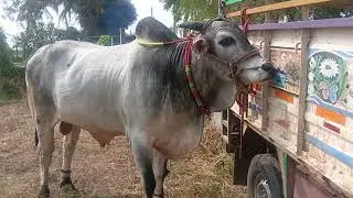 💥💥నరహరిపురం , సీనియర్ విభాగం కట్టుబడి రోలి మేడం గారి సీనియర్ బుల్స్ రావడం జరిగింది🍀🍀