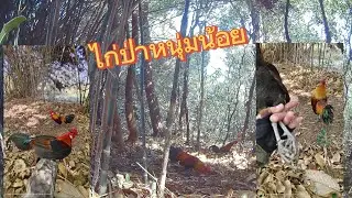 Ep2.เจ้าถิ่นเข้ามาขันใส่ลีลาดี 