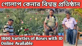 গোলাপ কেনার বিশ্বস্ত প্রতিষ্ঠান|Buy rose plant Online|1800 Varieties of Roses with ID| 🌹 💐