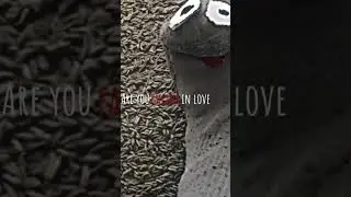 Sock loves sock ❤️ They make a great pair!