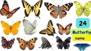 Butterflies name || Butterfly name in English with pictures || 24 Butterfly name