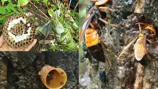 Asian Hornet | Stingless bee #nagaland