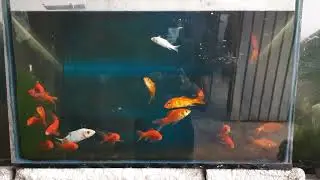Swimming fish calm down your mind
