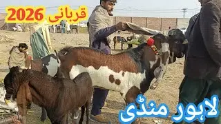 Wednesday uupdate|Qurbani 2026|Got farming inpk|Bettle bakre |Kajle mundre Chatre|Lahore bakra mandi