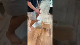 Dogs Chicky Chicky Boom Boom #funny #dog