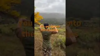Как найти животных: поиск пум