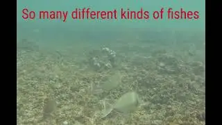 Queens Beach in Waikiki #hawaii #snorkeling  