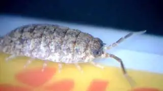 rough woodlouse use its antenna then runs away / Kellerassel orientiert sich und rennt los