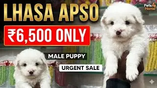 🔥 Sirf ₹6,500 Mein? 😱 Lhasa Apso Male Puppy For Sale | Cheapest Toy Breed