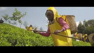 Rwanda Mountain Tea trailer HD
