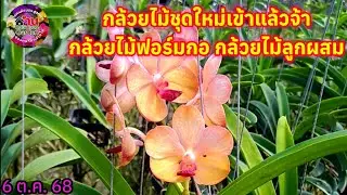 EP.751 กล้วยไม้ชุดใหม่เข้าเพิ่ม กล้วยไม้แคทลียากล้วยไม้หายาก #กล้วยไม้ #orchid #flowers 