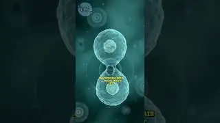The Power of Stem Cells: Explained!