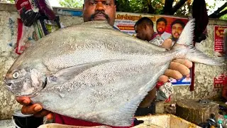 KASIMEDU 🔥 SPEED SELVAM | BIG BLACK POMFRET FISH CUTTING VIDEO | FF CUTTING 🔪