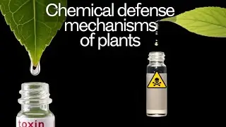 Chemical defense mechanisms of plants