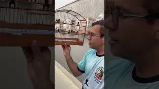 Gaiola Carioquinha para Coleiro Papa-Capim de Roda | Ideal para Torneios!