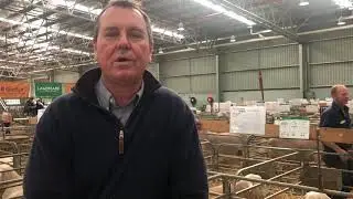 White Suffolk Show and Sale a success