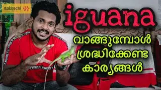iguana malayalam kerala | things to consider when buying iguana | details kerala iguana