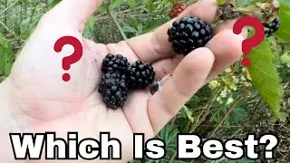 Should You Grow Triple Crown Thornless BlackBerry? Thornless Vs. Invasive Blackberry