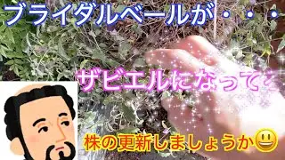 ブライダルベール　挿し穂で更新　剪定　ザビエル処分🥶