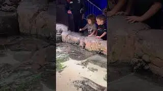 Dubai Mall Aquarium - penguin encounter, glass bottom boat, touching of sharks 🦈