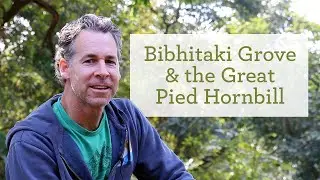 Bibhitaki Grove, Supporting the Endangered Great Hornbill