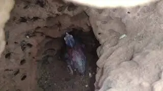META DE 3MILH&Otilde;ES DE VIEWS..... ARARA AZUL NO NINHO