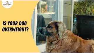 Overweight Dogs & the Ultimate Weight Loss Food for Dogs - FurrMeals Pet Food