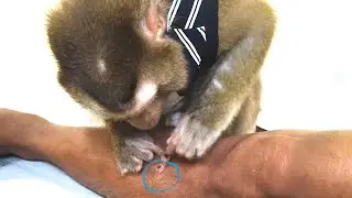 Dr. Bela Grooming Intricate On Deed Cell Leg Is Truly Fascinating In Amazing Ways!