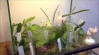 Vivarium Terrarium Orchidarium Orchidejos.lt  watering system