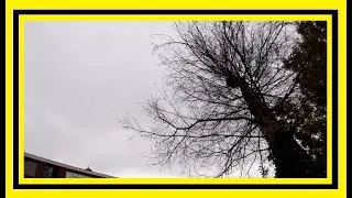 DEAD TREE CUT DOWN NEXT TO PARKED CAR