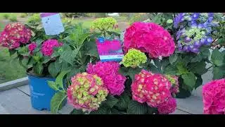 Hydrangea Endless Summer&reg; & Summer Crush&reg; | Garden Center | Stratford CT