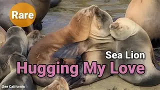 Hugging My Love Sea Lion - Rare Sitting Hugging!