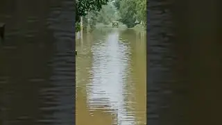 #flood ,#nadhori ,#fatehabad ,#barish ,#shorts