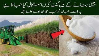 Why we use Sugar Cane in Sugar Making Process | How Sugar is made in Factory | Agla Safar