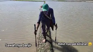 PALING MANTAP NYETRUM BELUT SIANG HARI | BABON CUAN ✓