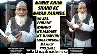 nanhekhan ke kabutar aur intro #video#viral#pigeon#kabootar