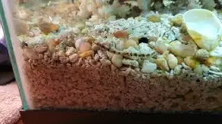 Brackish water fish tank fish species correction.