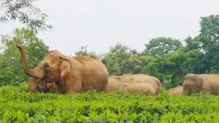 WILD ELEPHANT HERD EATING GRASS IN TEA GARDEN | ELEPHANT MATING BEHAVIOURS | WILD ANIMALS