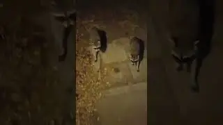 Bandits Trespass My Backyard.